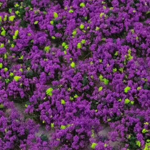 War World Scenics Self Adhesive Static Grass Tufts x 100 – Heather, 6mm – Model Railway Wargame Scenery Railroad Modelling Diorama Miniature Hobby Tabletop in Kuwait