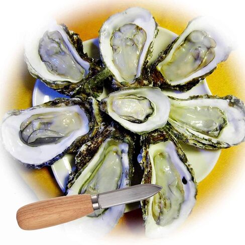 DOMG 10Pcs Oyster Clam Shucking Knife Opener with Wooden Handle in Saudi Arabia