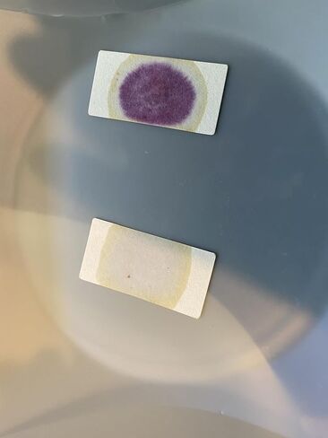 Semen Residue Detection Test Kit with Positive and Negative Controls, Crime Scenes, Infidelity, Parental Control, & Forensic Use in Saudi Arabia