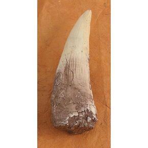 Spinosaurus Tooth Replica in Saudi Arabia
