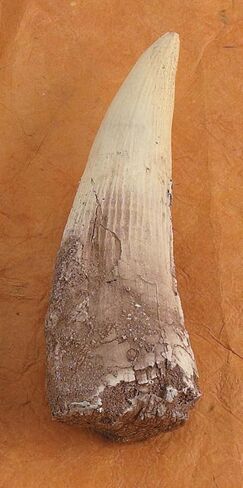 Spinosaurus Tooth Replica in Saudi Arabia