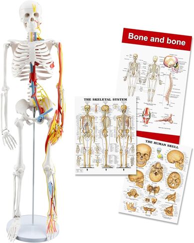 TYRRDE 33.4-Inch Human Skeleton Model, a Mini Skeleton Anatomy Model with Removable Arms and Legs, Scientific Study Painted for Clear and Realistic Details, Durable Construction with Display Base, with Cardiovascular System (beige) in Saudi Arabia
