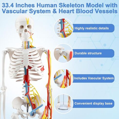 TYRRDE 33.4-Inch Human Skeleton Model, a Mini Skeleton Anatomy Model with Removable Arms and Legs, Scientific Study Painted for Clear and Realistic Details, Durable Construction with Display Base, with Cardiovascular System (beige) in Saudi Arabia