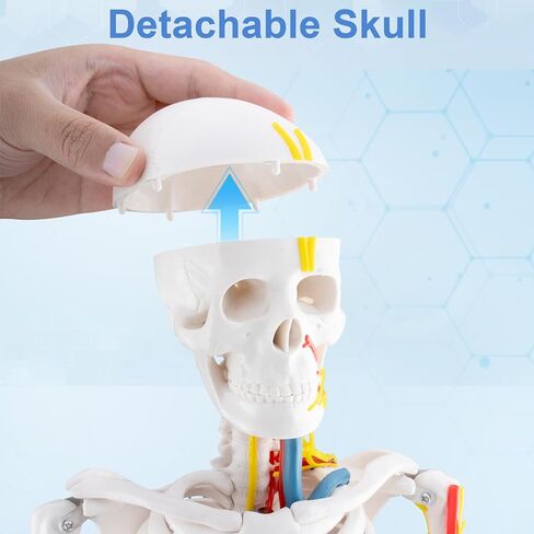 TYRRDE 33.4-Inch Human Skeleton Model, a Mini Skeleton Anatomy Model with Removable Arms and Legs, Scientific Study Painted for Clear and Realistic Details, Durable Construction with Display Base, with Cardiovascular System (beige) in Saudi Arabia