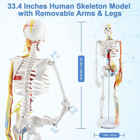 TYRRDE 33.4-Inch Human Skeleton Model, a Mini Skeleton Anatomy Model with Removable Arms and Legs, Scientific Study Painted for Clear and Realistic Details, Durable Construction with Display Base, with Cardiovascular System (beige) in Saudi Arabia