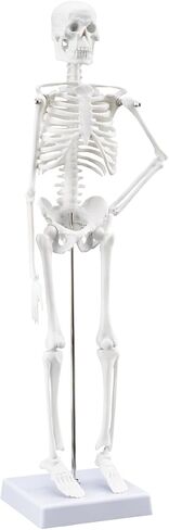 TYRRDE 33.4-Inch Human Skeleton Model, a Mini Skeleton Anatomy Model with Removable Arms and Legs, Scientific Study Painted for Clear and Realistic Details, Durable Construction with Display Base, with Cardiovascular System (beige) in Saudi Arabia