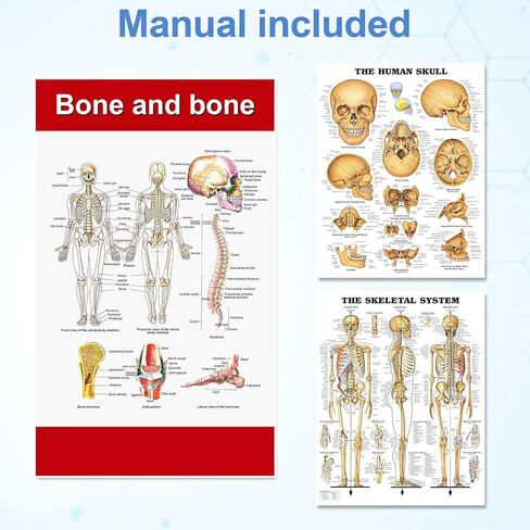 TYRRDE 33.4-Inch Human Skeleton Model, a Mini Skeleton Anatomy Model with Removable Arms and Legs, Scientific Study Painted for Clear and Realistic Details, Durable Construction with Display Base, with Cardiovascular System (beige) in Saudi Arabia