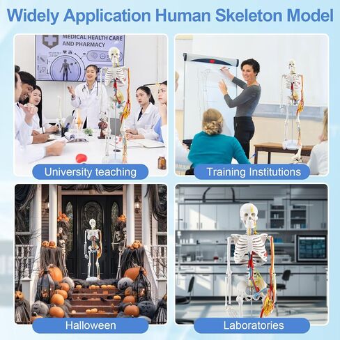 TYRRDE 33.4-Inch Human Skeleton Model, a Mini Skeleton Anatomy Model with Removable Arms and Legs, Scientific Study Painted for Clear and Realistic Details, Durable Construction with Display Base, with Cardiovascular System (beige) in Saudi Arabia