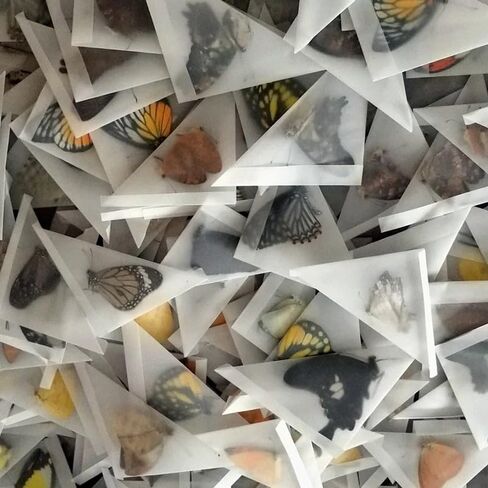 10PCS Real Butterfly Specimens Without Spreading Wings DIY Practice Making Materials Random in Saudi Arabia