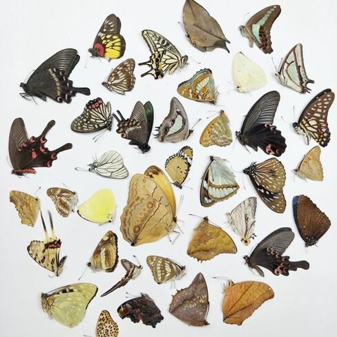 10PCS Real Butterfly Specimens Without Spreading Wings DIY Practice Making Materials Random in Saudi Arabia
