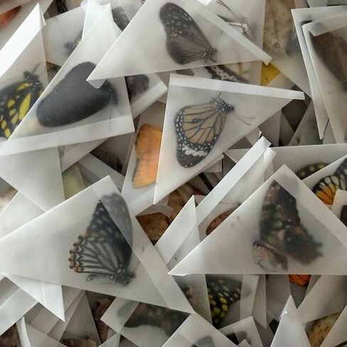 10PCS Real Butterfly Specimens Without Spreading Wings DIY Practice Making Materials Random in Saudi Arabia