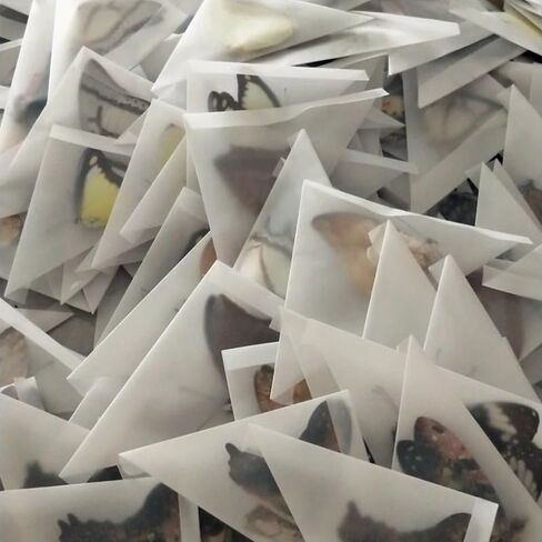 10PCS Real Butterfly Specimens Without Spreading Wings DIY Practice Making Materials Random in Saudi Arabia