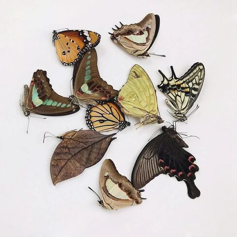 10PCS Real Butterfly Specimens Without Spreading Wings DIY Practice Making Materials Random in Saudi Arabia