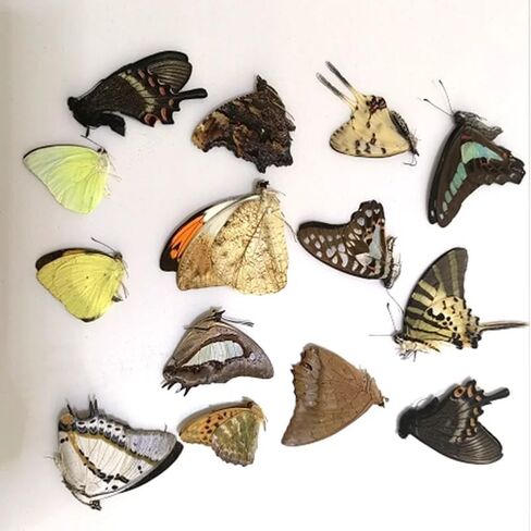 10PCS Real Butterfly Specimens Without Spreading Wings DIY Practice Making Materials Random in Saudi Arabia