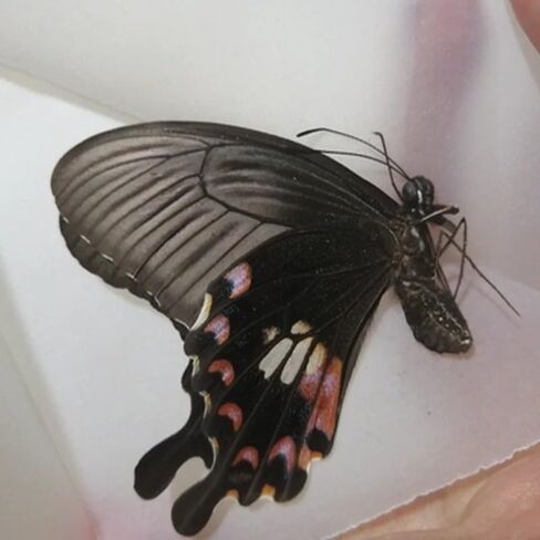 10PCS Real Butterfly Specimens Without Spreading Wings DIY Practice Making Materials Random in Saudi Arabia