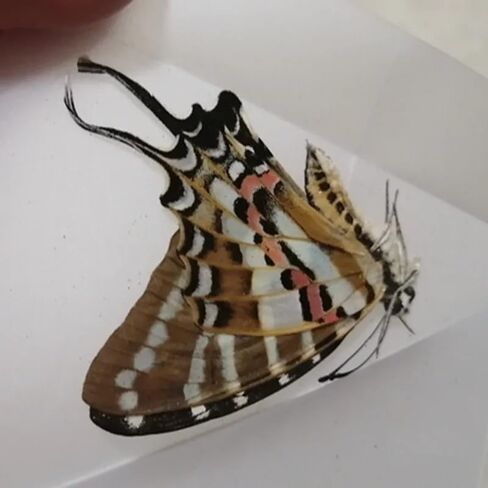 10PCS Real Butterfly Specimens Without Spreading Wings DIY Practice Making Materials Random in Saudi Arabia