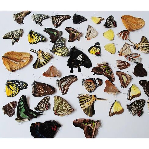 10PCS Real Butterfly Specimens Without Spreading Wings DIY Practice Making Materials Random in Saudi Arabia
