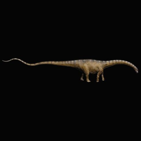 XINPANYIAN Museum Class REBOR Diplodocus Stargazer Male Dinosaur Model Replica, Plain Version, 1:35 Scale in Saudi Arabia