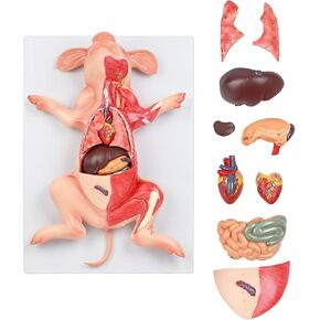 JNMFTD Pig Anatomy Model,Life Size 10 Part Fetal Pig Animal Anatomical Removable Stomach Liver Heart Intestine Skin Muscle with Product Manual Card for Medical Educational Training Scientific in Kuwait