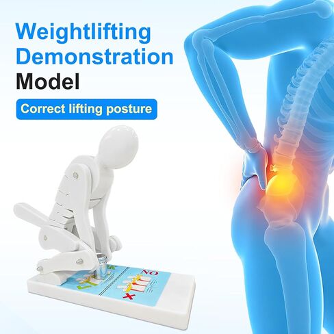 JNMFTD Correct Lifting Model,Bending Weight Lifting Demonstration Figure Model Force Lumbar Spine Protection Posture Interactive Trainer for Teaching Waist and Lumbar Protection During Fitnes in Saudi Arabia