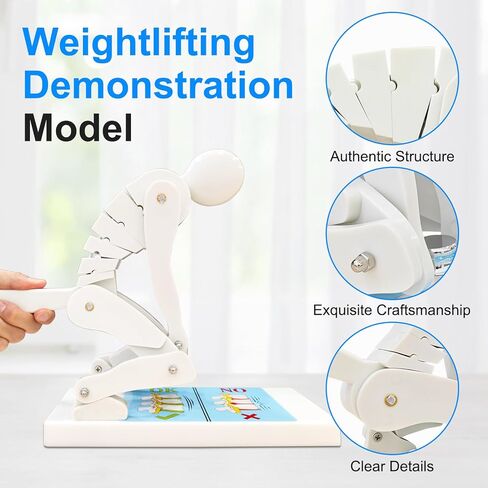 JNMFTD Correct Lifting Model,Bending Weight Lifting Demonstration Figure Model Force Lumbar Spine Protection Posture Interactive Trainer for Teaching Waist and Lumbar Protection During Fitnes in Saudi Arabia