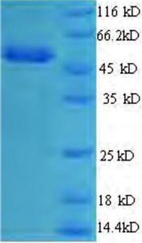 المؤتلف البقري L-2-hydroxyglutarate dehydrogenase، الميتوكوندريا (L2HGDH) (البروتين المؤتلف) in Kuwait