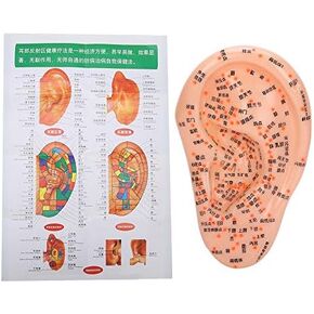 Sonew Human Ear Acupuncture Model, Professional Acupuncture Ear with Acupuncture Points Ear Massage Model for Home Use