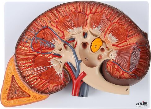 Axis Scientific Human Kidney Model | Anatomical Model is Enlarged to 3 Times Life Size | Includes Anatomy of Adrenal Gland and Nephrons | Includes Product Manual in Saudi Arabia