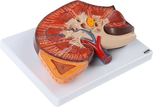 Axis Scientific Human Kidney Model | Anatomical Model is Enlarged to 3 Times Life Size | Includes Anatomy of Adrenal Gland and Nephrons | Includes Product Manual in Saudi Arabia