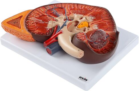 Axis Scientific Human Kidney Model | Anatomical Model is Enlarged to 3 Times Life Size | Includes Anatomy of Adrenal Gland and Nephrons | Includes Product Manual in Saudi Arabia