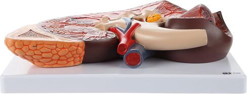 Axis Scientific Human Kidney Model | Anatomical Model is Enlarged to 3 Times Life Size | Includes Anatomy of Adrenal Gland and Nephrons | Includes Product Manual in Saudi Arabia