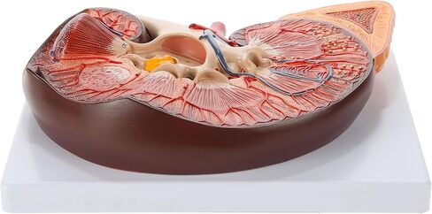 Axis Scientific Human Kidney Model | Anatomical Model is Enlarged to 3 Times Life Size | Includes Anatomy of Adrenal Gland and Nephrons | Includes Product Manual in Saudi Arabia