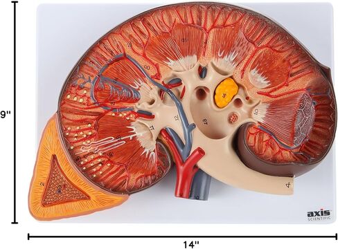 Axis Scientific Human Kidney Model | Anatomical Model is Enlarged to 3 Times Life Size | Includes Anatomy of Adrenal Gland and Nephrons | Includes Product Manual in Saudi Arabia