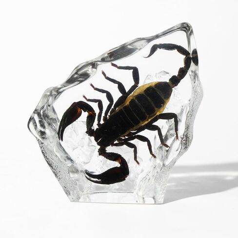 Taxidermy Scorpion, Real Scorpion Animal Specimen in Crystal Clear Resin Paperweight for Biology Science Education (Black Scorpion-1PC) in Saudi Arabia