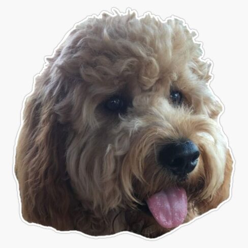 Mini Golden Doodle Vinyl Waterproof Sticker Decal Car Laptop Wall Window Bumper Sticker 5" in Saudi Arabia