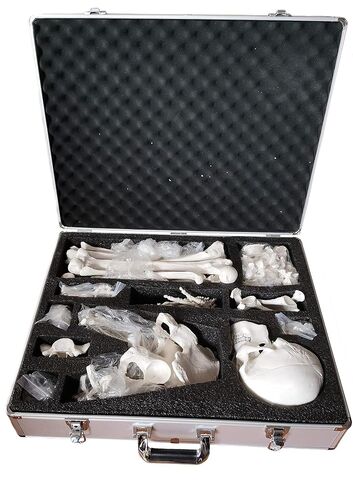 Axis Scientific Disarticulated Skeleton Storage Case Included, Skeleton Model Sold Separately - Skeleton Model Storage case, Anatomy Organization Accessory Compartment, Educational Model in Saudi Arabia