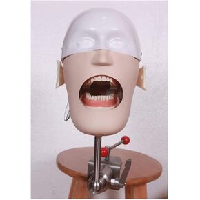 Teaching Model,Dental Phantom Head Dental Simulator Phantom Head Training Head Model for Training in Saudi Arabia
