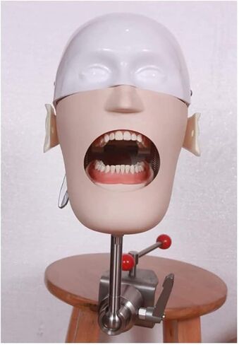 Teaching Model,Dental Phantom Head Dental Simulator Phantom Head Training Head Model for Training in Saudi Arabia
