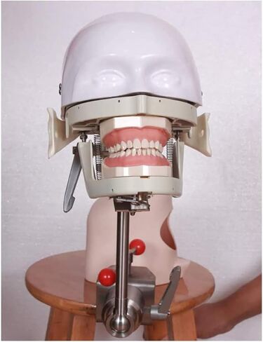 Teaching Model,Dental Phantom Head Dental Simulator Phantom Head Training Head Model for Training in Saudi Arabia
