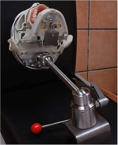 Teaching Model,Dental Phantom Head Dental Simulator Phantom Head Training Head Model for Training in Saudi Arabia