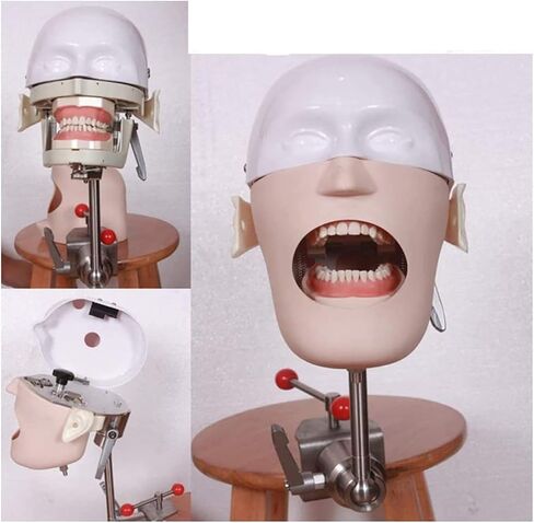 Teaching Model,Dental Phantom Head Dental Simulator Phantom Head Training Head Model for Training in Saudi Arabia
