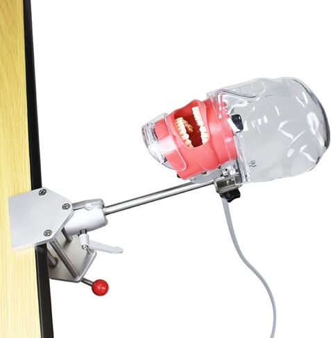 Teaching Model,Dental Simulator Head, Dental Teaching Head Model, Manikin Phan Head, Dental Phan Head Model Bench Mount for Dentist Teaching Education in Saudi Arabia