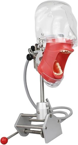 Teaching Model,Dental Simulator Head, Dental Teaching Head Model, Manikin Phan Head, Dental Phan Head Model Bench Mount for Dentist Teaching Education in Saudi Arabia
