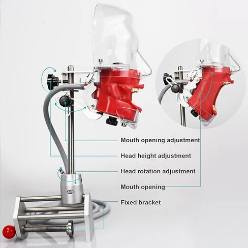 Teaching Model,Dental Simulator Head, Dental Teaching Head Model, Manikin Phan Head, Dental Phan Head Model Bench Mount for Dentist Teaching Education in Saudi Arabia