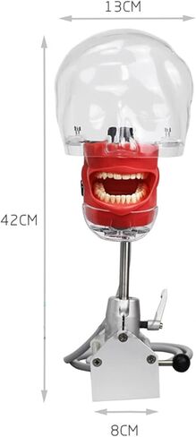 Teaching Model,Dental Simulator Head, Dental Teaching Head Model, Manikin Phan Head, Dental Phan Head Model Bench Mount for Dentist Teaching Education in Saudi Arabia