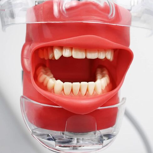 Teaching Model,Dental Simulator Head, Dental Teaching Head Model, Manikin Phan Head, Dental Phan Head Model Bench Mount for Dentist Teaching Education in Saudi Arabia