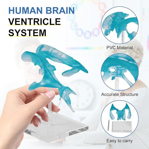 qzzXoq Human Brain Ventricle Model, Enlarged Brain Ventricle Anatomy Model with Central Nerves Ventricle for Medical Experimental Teaching and Educational Display Tools in Saudi Arabia