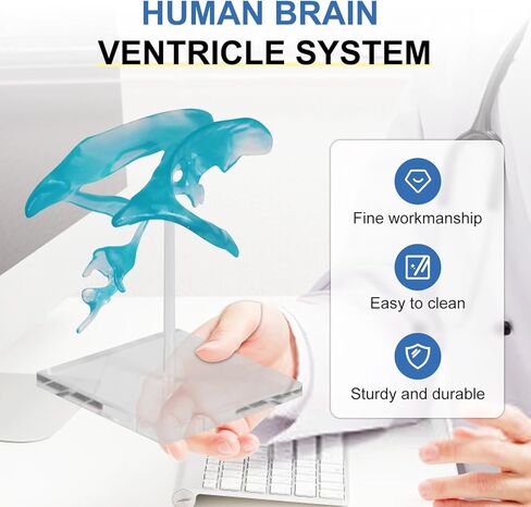 qzzXoq Human Brain Ventricle Model, Enlarged Brain Ventricle Anatomy Model with Central Nerves Ventricle for Medical Experimental Teaching and Educational Display Tools in Saudi Arabia