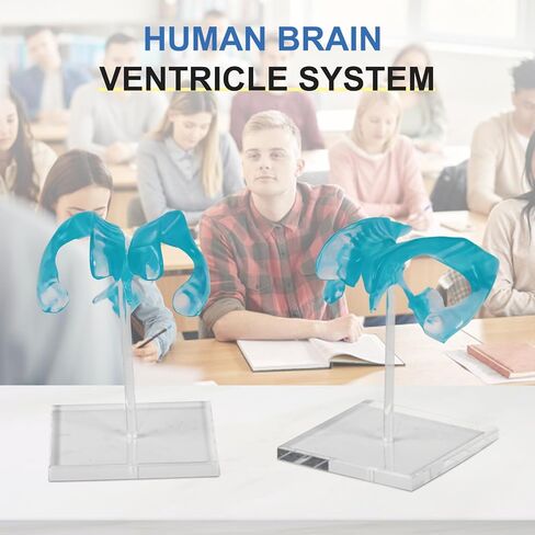 qzzXoq Human Brain Ventricle Model, Enlarged Brain Ventricle Anatomy Model with Central Nerves Ventricle for Medical Experimental Teaching and Educational Display Tools in Saudi Arabia