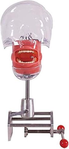 Teaching Model,Dental Simulator Manikin Phantom Head Dental Phantom Head Model with Bench Mount for Dental Schools Education Practical Demonstration in Saudi Arabia